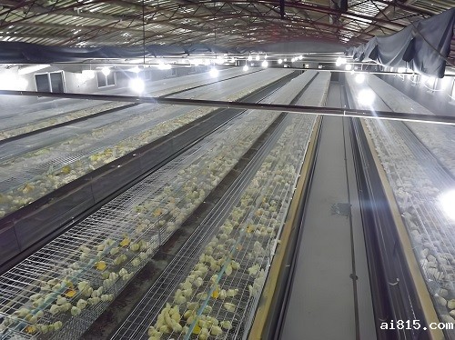 鸡舍钢格栅钢格板案例
